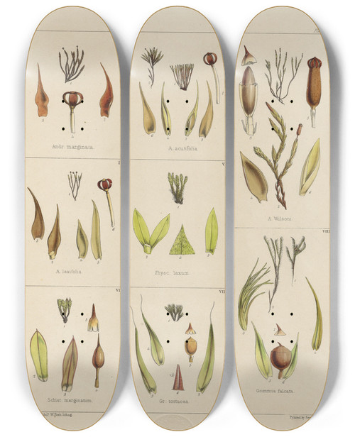 Triptych art skateboard deck of Walter Hood Fitch Cryptogamic Botany Of The Antarctic Voyage Of Hm Discovery Ships Erebus And Terror In The Years 1839 Pl25 by Walter Hood Fitch (1817-1892)