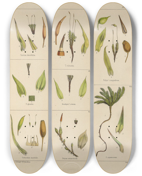 Triptych art skateboard deck of Walter Hood Fitch Cryptogamic Botany Of The Antarctic Voyage Of Hm Discovery Ships Erebus And Terror In The Years 1839 Pl27 by Walter Hood Fitch (1817-1892)