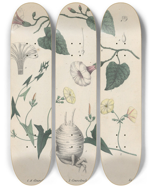 Triptych art skateboard deck of Friedrich Berge Giftpflanzenbuch Pl41 by Friedrich Berge (1811-1883)