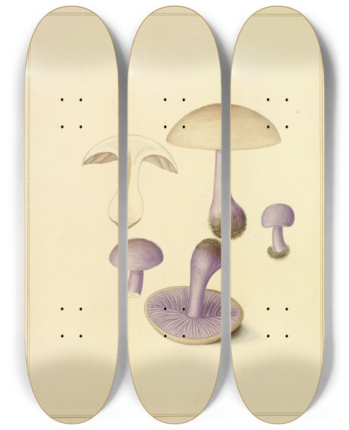 Triptych art skateboard deck of James Bolton Icons Fungorum Circa Halifax Sponte Nascentium Pl199 by James Bolton (1735-1799)
