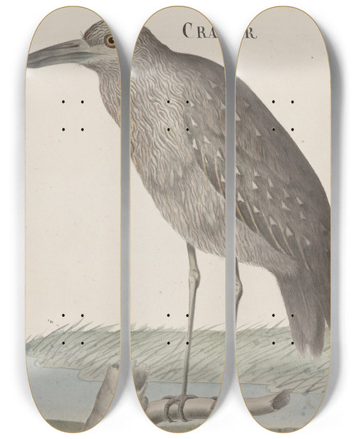 Triptych art skateboard deck of Ren De Rabi Natural History Of Saint Domingue Pl053 by Ren de Rabi (1700-1785)