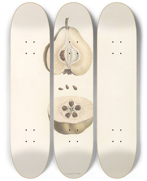 Triptych art skateboard deck of Pierre Joseph Redout La Botanique De J J Rousseau Pl 42 by Pierre Joseph Redoute (1759-1840)