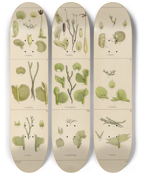 Triptych art skateboard deck of Walter Hood Fitch Cryptogamic Botany Of The Antarctic Voyage Of Hm Discovery Ships Erebus And Terror In The Years 1839 Pl32 by Walter Hood Fitch (1817-1892)