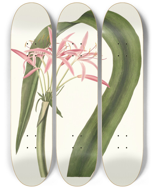 Triptych art skateboard deck of Priscilla Susan Bury Crinum Cruentum by Priscilla Susan Bury (1799-1872)