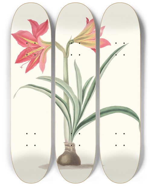 Triptych art skateboard deck of Priscilla Susan Bury Amryllis Platypetala by Priscilla Susan Bury (1799-1872)