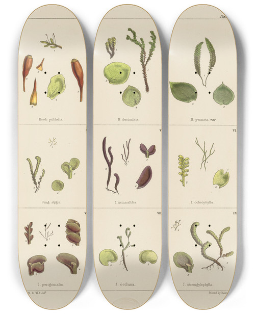 Triptych art skateboard deck of Walter Hood Fitch Cryptogamic Botany Of The Antarctic Voyage Of Hm Discovery Ships Erebus And Terror In The Years 1839 Pl06 by Walter Hood Fitch (1817-1892)