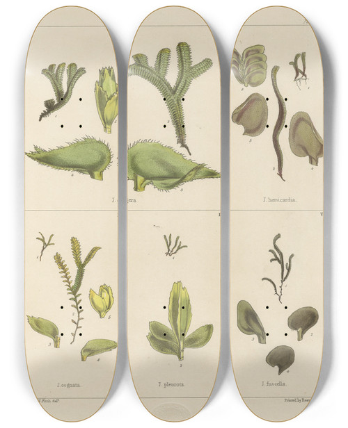 Triptych art skateboard deck of Walter Hood Fitch Cryptogamic Botany Of The Antarctic Voyage Of Hm Discovery Ships Erebus And Terror In The Years 1839 Pl07 by Walter Hood Fitch (1817-1892)