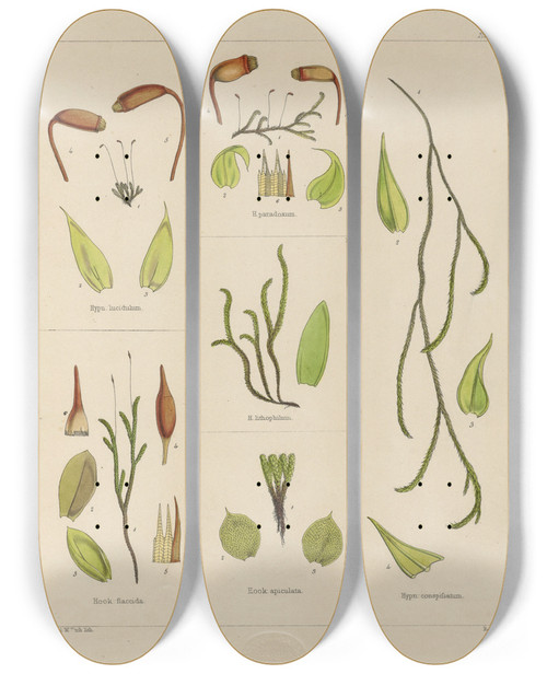 Triptych art skateboard deck of Walter Hood Fitch Cryptogamic Botany Of The Antarctic Voyage Of Hm Discovery Ships Erebus And Terror In The Years 1839 Pl29 by Walter Hood Fitch (1817-1892)