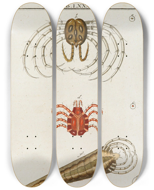Triptych art skateboard deck of Martin Frobenius Ledermuller Amusement Microscopique Tant Pour Lesprit Que Pour Les Yeux Pl083 by Martin Frobenius Ledermu%Cc%88Ller (1719-1769)