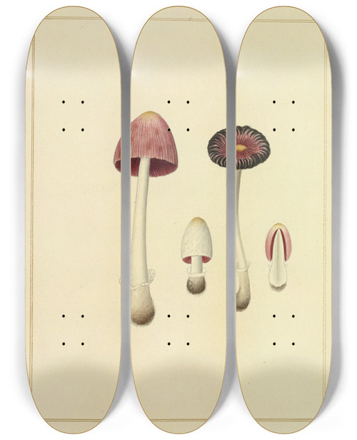 Triptych art skateboard deck of James Bolton Icons Fungorum Circa Halifax Sponte Nascentium Pl194 by James Bolton (1735-1799)