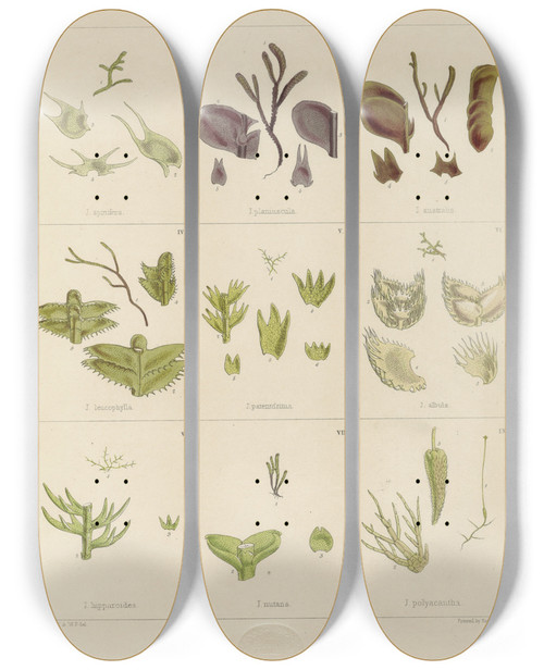Triptych art skateboard deck of Walter Hood Fitch Cryptogamic Botany Of The Antarctic Voyage Of Hm Discovery Ships Erebus And Terror In The Years 1839 Pl09 by Walter Hood Fitch (1817-1892)