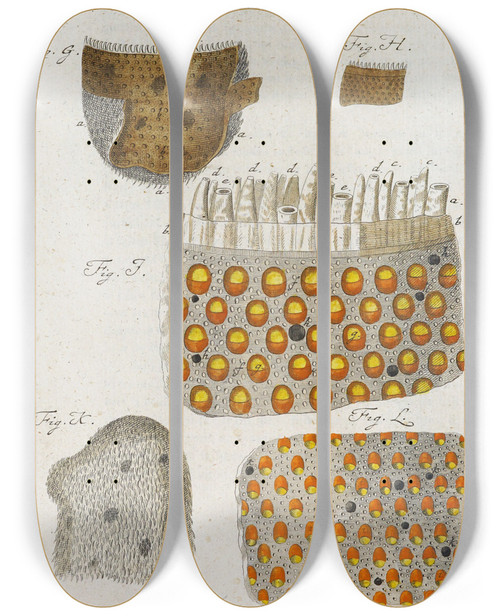 Triptych art skateboard deck of Martin Frobenius Ledermuller Amusement Microscopique Tant Pour Lesprit Que Pour Les Yeux Pl096 by Martin Frobenius Ledermu%Cc%88Ller (1719-1769)