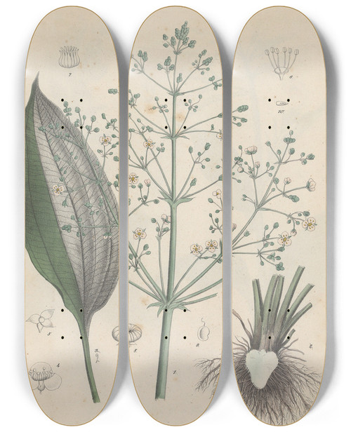 Triptych art skateboard deck of Friedrich Berge Giftpflanzenbuch Pl43 by Friedrich Berge (1811-1883)