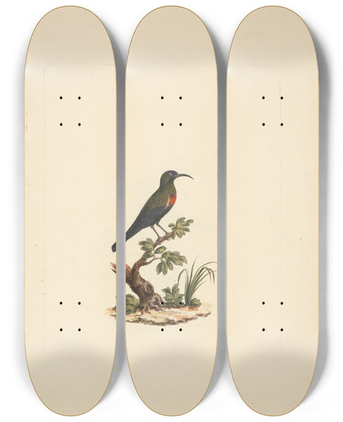 Triptych art skateboard deck of Luigi Balugani Chalcomitra Senegalensis Scarlet Chested Sunbird 2 by Luigi Balugani (1737-1770)