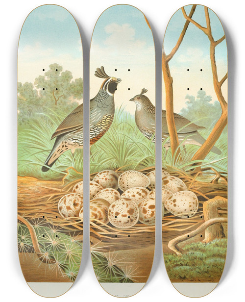Triptych art skateboard deck of Edwin L Sheppard Valley Quail Of California by Edwin L Sheppard (1904)