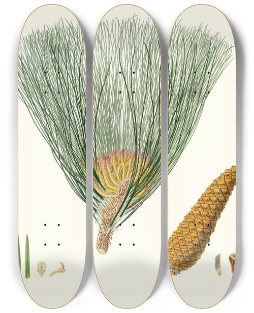 Triptych art skateboard deck of Aylmer Bourke Lambert Pinus Palustris Swamp Pine by Aylmer Bourke Lambert (1761-1842)
