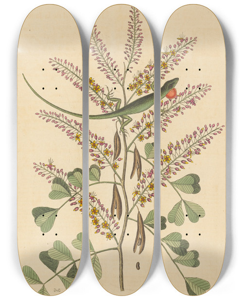 Triptych art skateboard deck of Mark Catesby The Green Lizard Of Jamaica Lacerta Bullaris by Mark Catesby (1683-1749)