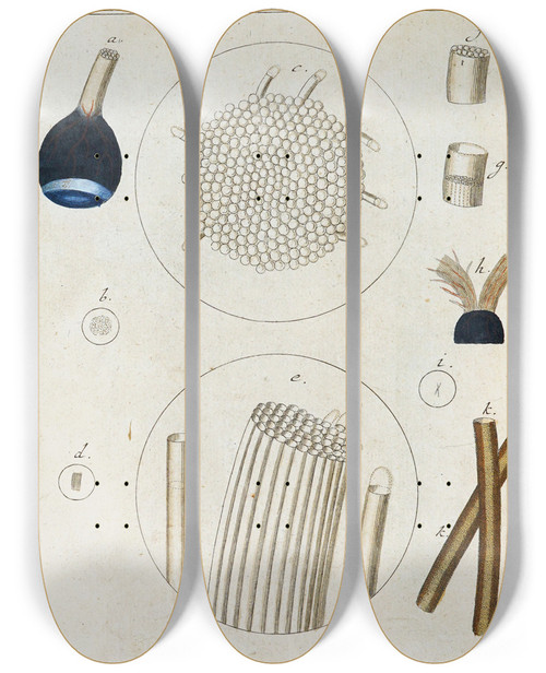 Triptych art skateboard deck of Martin Frobenius Ledermuller Amusement Microscopique Tant Pour Lesprit Que Pour Les Yeux Pl051 by Martin Frobenius Ledermu%Cc%88Ller (1719-1769)