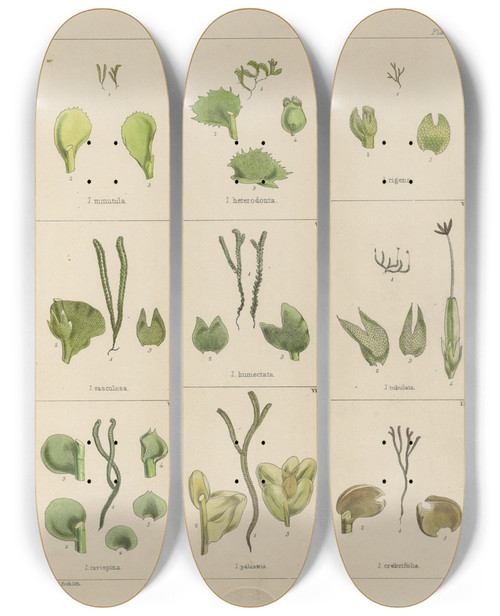 Triptych art skateboard deck of Walter Hood Fitch Cryptogamic Botany Of The Antarctic Voyage Of Hm Discovery Ships Erebus And Terror In The Years 1839 Pl31 by Walter Hood Fitch (1817-1892)