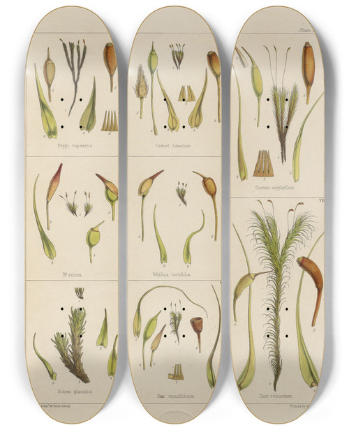 Triptych art skateboard deck of Walter Hood Fitch Cryptogamic Botany Of The Antarctic Voyage Of Hm Discovery Ships Erebus And Terror In The Years 1839 Pl26 by Walter Hood Fitch (1817-1892)