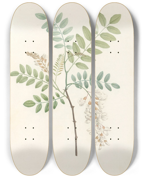 Triptych art skateboard deck of Pierre Joseph Redout La Botanique De J J Rousseau Pl 18 by Pierre Joseph Redoute (1759-1840)