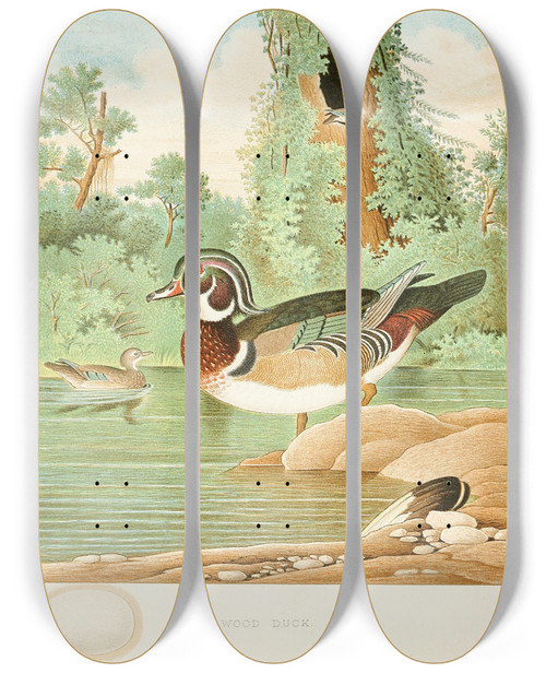 Triptych art skateboard deck of Edwin L Sheppard Wood Duck by Edwin L Sheppard (1904)