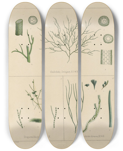 Triptych art skateboard deck of Walter Hood Fitch Cryptogamic Botany Of The Antarctic Voyage Of Hm Discovery Ships Erebus And Terror In The Years 1839 Pl60 by Walter Hood Fitch (1817-1892)