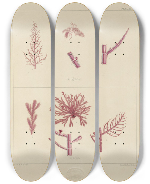 Triptych art skateboard deck of Walter Hood Fitch Cryptogamic Botany Of The Antarctic Voyage Of Hm Discovery Ships Erebus And Terror In The Years 1839 Pl22 by Walter Hood Fitch (1817-1892)