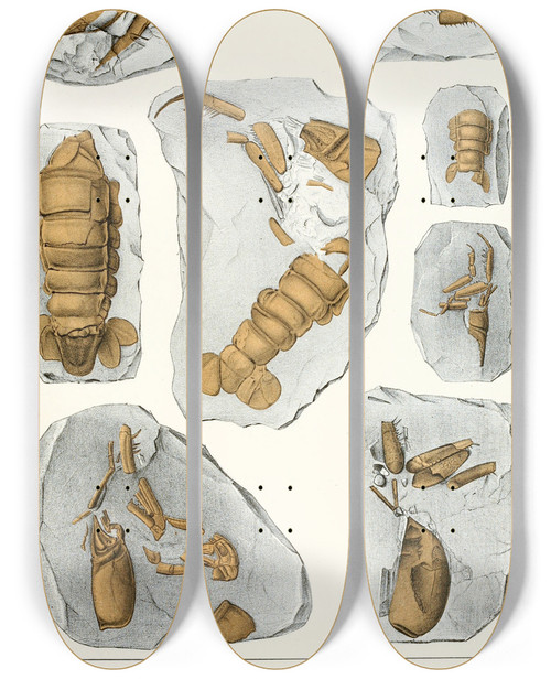 Triptych art skateboard deck of Antonn Fri Die Crustaceen Der Bhmischen Kreideformation Pl 8 by Antonin Fric (1832-1913)