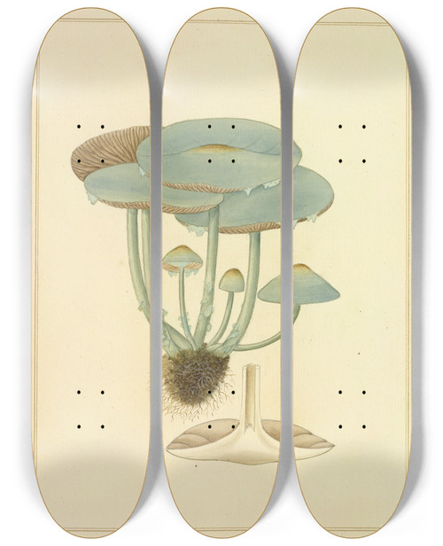 Triptych art skateboard deck of James Bolton Icons Fungorum Circa Halifax Sponte Nascentium Pl195 by James Bolton (1735-1799)