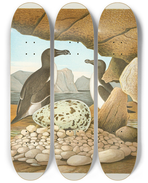 Triptych art skateboard deck of Edwin L Sheppard Razorbilled Auk by Edwin L Sheppard (1904)