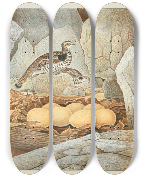 Triptych art skateboard deck of Edwin L Sheppard Ruffed Grouse by Edwin L Sheppard (1904)
