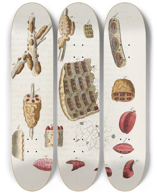 Triptych art skateboard deck of Martin Frobenius Ledermuller Amusement Microscopique Tant Pour Lesprit Que Pour Les Yeux Pl031 by Martin Frobenius Ledermu%Cc%88Ller (1719-1769)