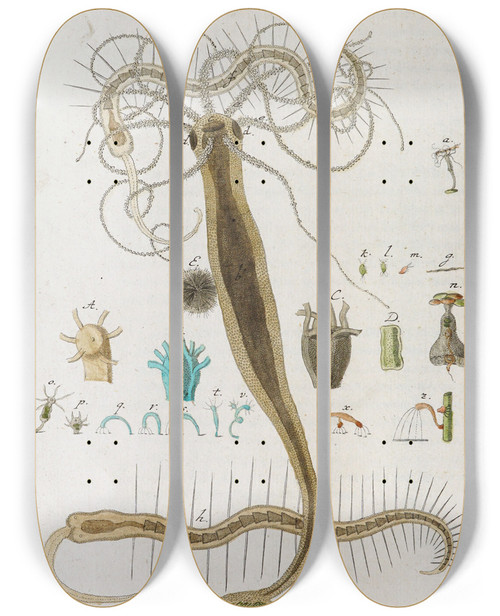 Triptych art skateboard deck of Martin Frobenius Ledermuller Amusement Microscopique Tant Pour Lesprit Que Pour Les Yeux Pl082 by Martin Frobenius Ledermu%Cc%88Ller (1719-1769)