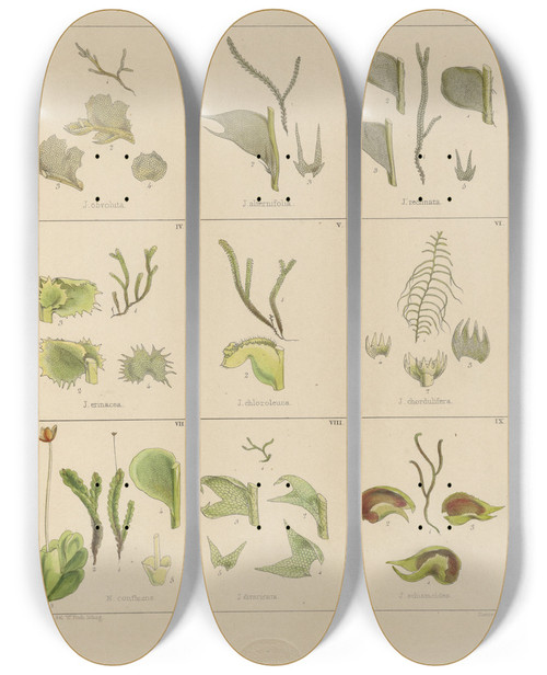 Triptych art skateboard deck of Walter Hood Fitch Cryptogamic Botany Of The Antarctic Voyage Of Hm Discovery Ships Erebus And Terror In The Years 1839 Pl35 by Walter Hood Fitch (1817-1892)