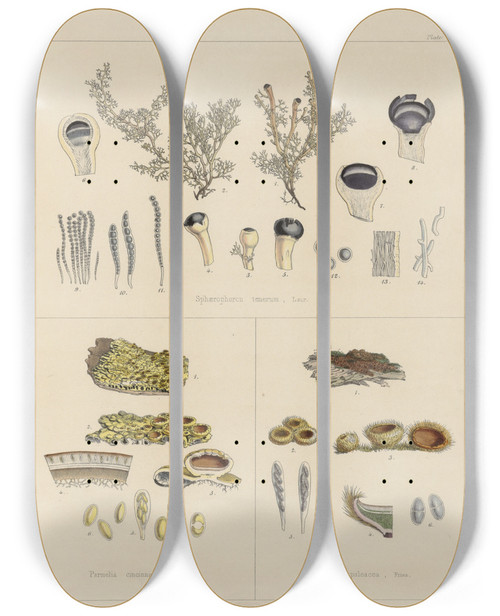 Triptych art skateboard deck of Walter Hood Fitch Cryptogamic Botany Of The Antarctic Voyage Of Hm Discovery Ships Erebus And Terror In The Years 1839 Pl67 by Walter Hood Fitch (1817-1892)