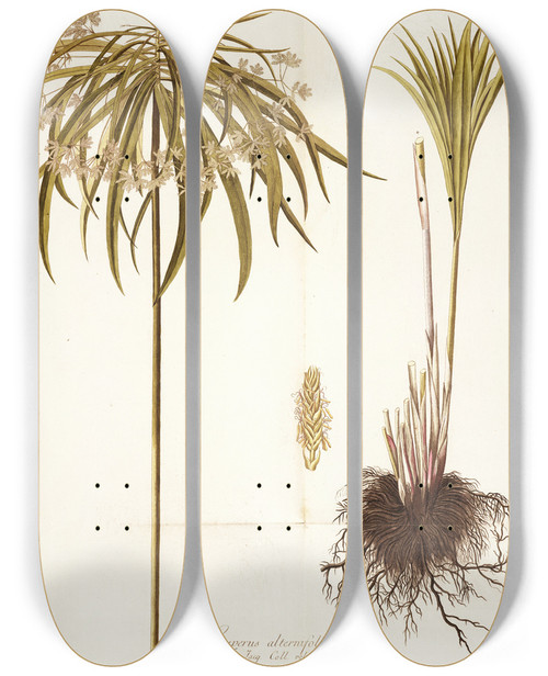 Triptych art skateboard deck of Nikolaus Joseph Freiherr Von Jacquin Cyperus Alternifolius by Nikolaus Joseph Freiherr Von Jacquin (1727-1817)