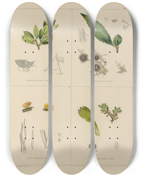 Triptych art skateboard deck of Walter Hood Fitch Cryptogamic Botany Of The Antarctic Voyage Of Hm Discovery Ships Erebus And Terror In The Years 1839 Pl38 by Walter Hood Fitch (1817-1892)