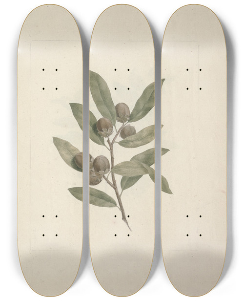 Triptych art skateboard deck of Luigi Balugani Diospyros Mespiliformis A Dc African Ebony by Luigi Balugani (1737-1770)