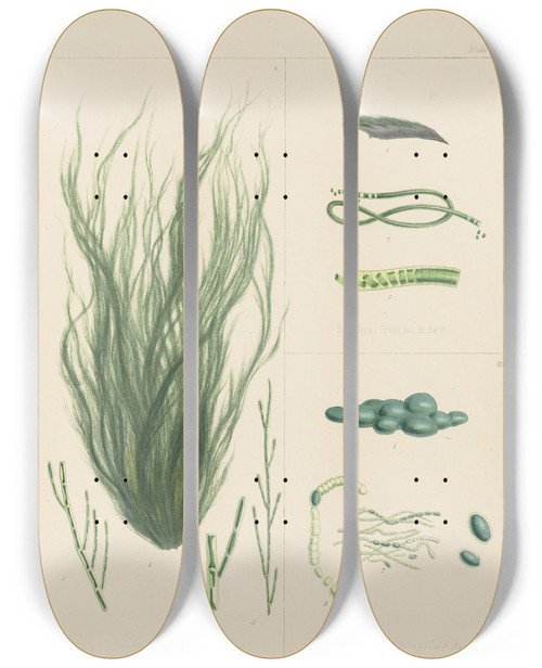 Triptych art skateboard deck of Walter Hood Fitch Cryptogamic Botany Of The Antarctic Voyage Of Hm Discovery Ships Erebus And Terror In The Years 1839 Pl63 by Walter Hood Fitch (1817-1892)