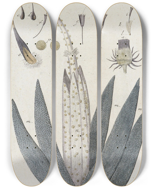 Triptych art skateboard deck of Martin Frobenius Ledermuller Amusement Microscopique Tant Pour Lesprit Que Pour Les Yeux Pl092 by Martin Frobenius Ledermu%Cc%88Ller (1719-1769)