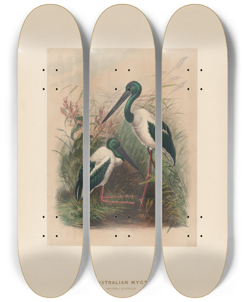 Triptych art skateboard deck of Joseph Wolf The Australian Mycteria_2 by Joseph Wolf (1820-1899)