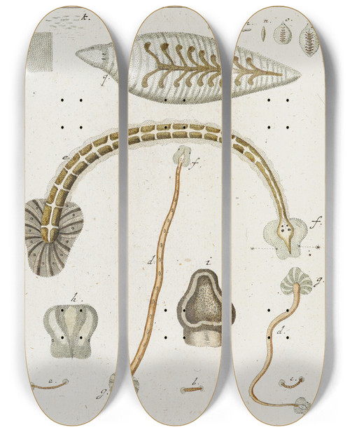 Triptych art skateboard deck of Martin Frobenius Ledermuller Amusement Microscopique Tant Pour Lesprit Que Pour Les Yeux Pl084 by Martin Frobenius Ledermu%Cc%88Ller (1719-1769)
