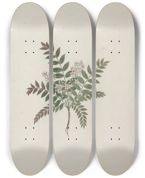 Triptych art skateboard deck of Luigi Balugani Clausena Anisata Willd Benth Mosquito Plant by Luigi Balugani (1737-1770)