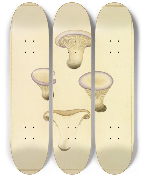 Triptych art skateboard deck of James Bolton Icons Fungorum Circa Halifax Sponte Nascentium Pl198 by James Bolton (1735-1799)