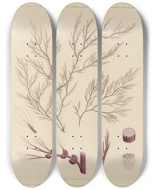 Triptych art skateboard deck of Walter Hood Fitch Cryptogamic Botany Of The Antarctic Voyage Of Hm Discovery Ships Erebus And Terror In The Years 1839 Pl55 by Walter Hood Fitch (1817-1892)