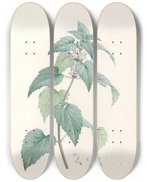 Triptych art skateboard deck of Pierre Joseph Redout La Botanique De J J Rousseau Pl 21 by Pierre Joseph Redoute (1759-1840)