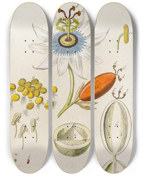 Triptych art skateboard deck of Martin Frobenius Ledermuller Amusement Microscopique Tant Pour Lesprit Que Pour Les Yeux Pl035 by Martin Frobenius Ledermu%Cc%88Ller (1719-1769)