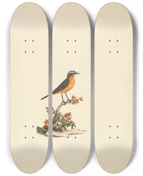 Triptych art skateboard deck of Luigi Balugani Cassypha Semirufa Ruppells Robin Chat by Luigi Balugani (1737-1770)