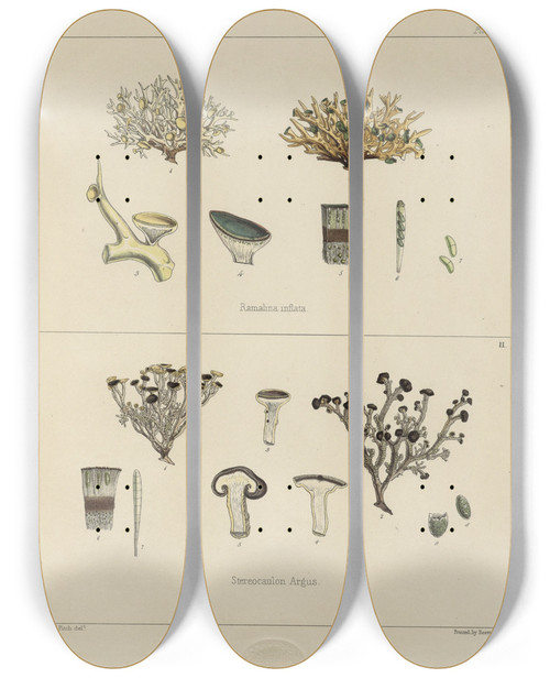 Triptych art skateboard deck of Walter Hood Fitch Cryptogamic Botany Of The Antarctic Voyage Of Hm Discovery Ships Erebus And Terror In The Years 1839 Pl23 by Walter Hood Fitch (1817-1892)